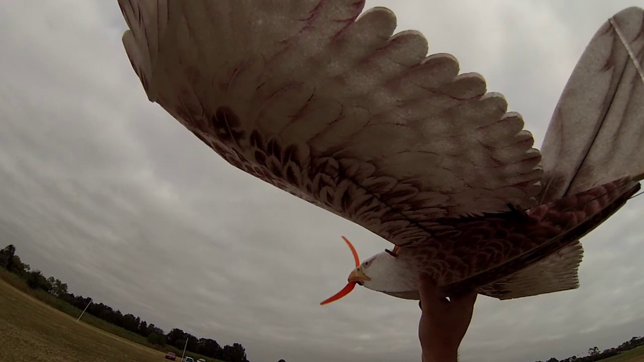 Banggood DW EPP Eagle - Second Try