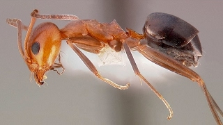 Las hormigas mas sorprendentes del mundo Las hormigas mas sorprendentes del mundo