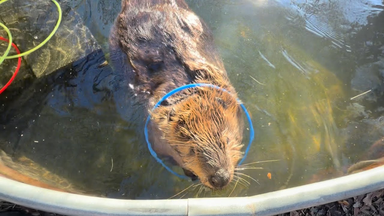 Как бобры надевают кольца?