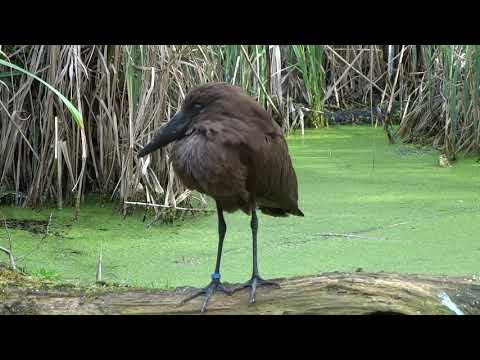 Hamerkop