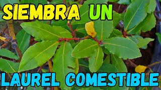 Como SEMBRAR un LAUREL Comestible || Cosecha Laurel a Montones