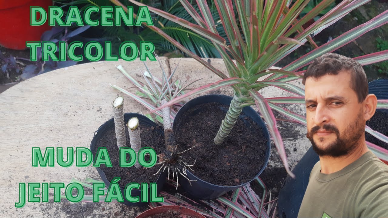 COMO FAZER MUDA DRACENA TRICOLOR