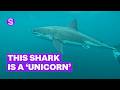 'Unicorn' 4.5m female great white shark to reveal secrets of the deep | Stuff.co.nz