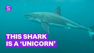 'Unicorn' 4.5m female great white shark to reveal secrets of the deep | Stuff.co.nz