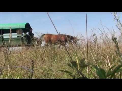 Video: Ungarisches Pferdeturnier auf der Puszta