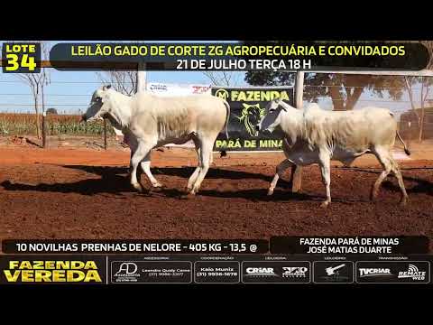 Lote 34 - 10 NOVILHAS PRENHES DE NELORE - 405 Kg - 13,5 @