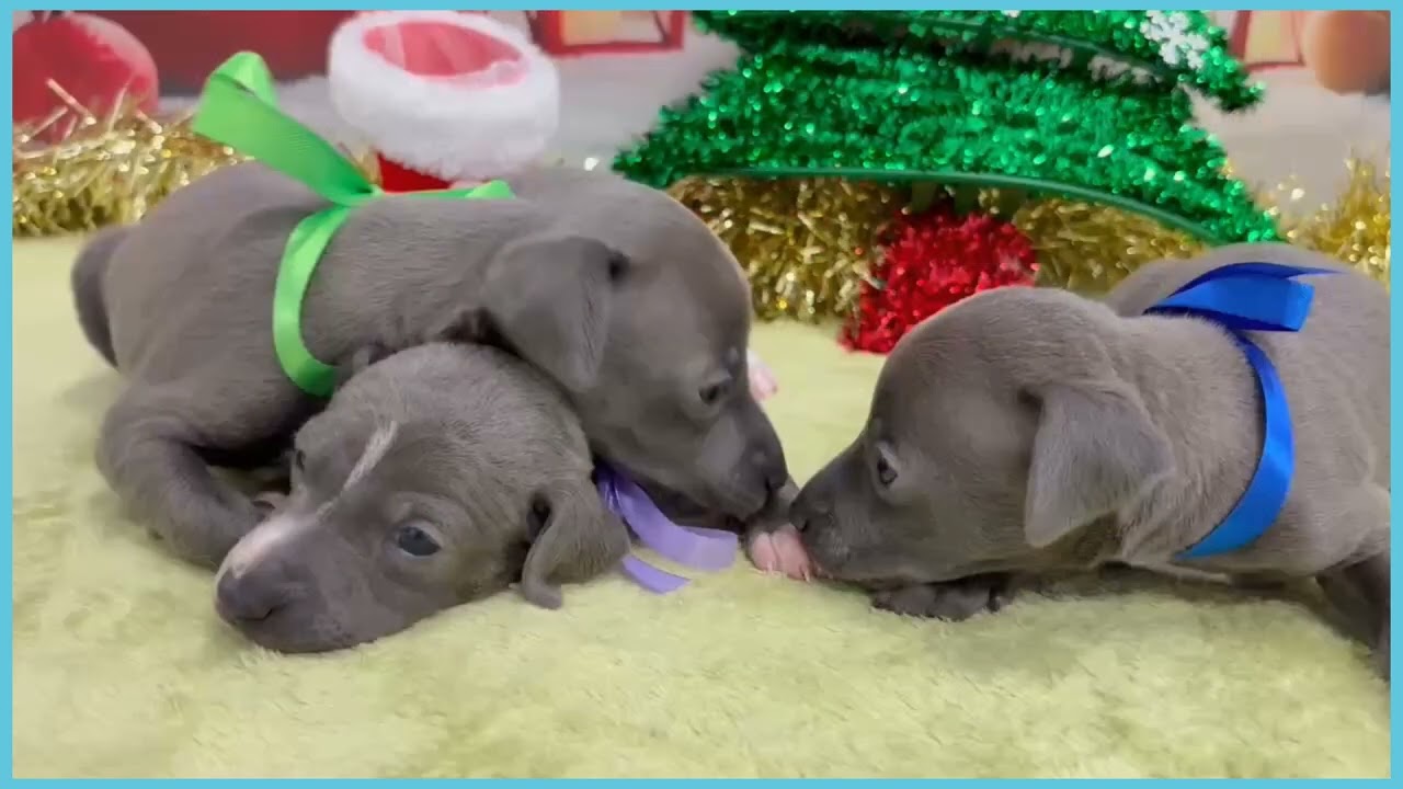 Coo&RIKU No.00743613 イタリアングレーハウンド - YouTube