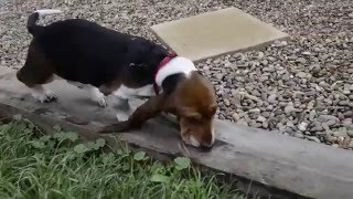 Basset Hound puppy trips over