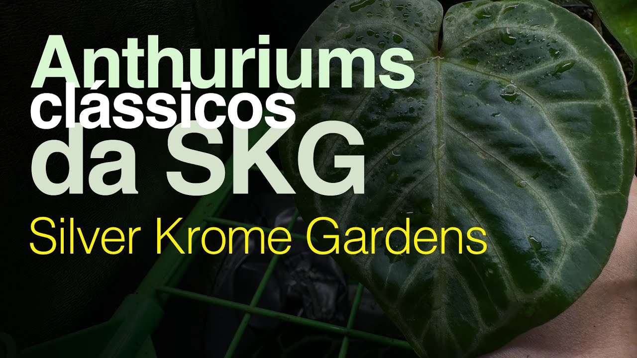 Classic SKG Anthuriums - Silver Krome Gardens - YouTube