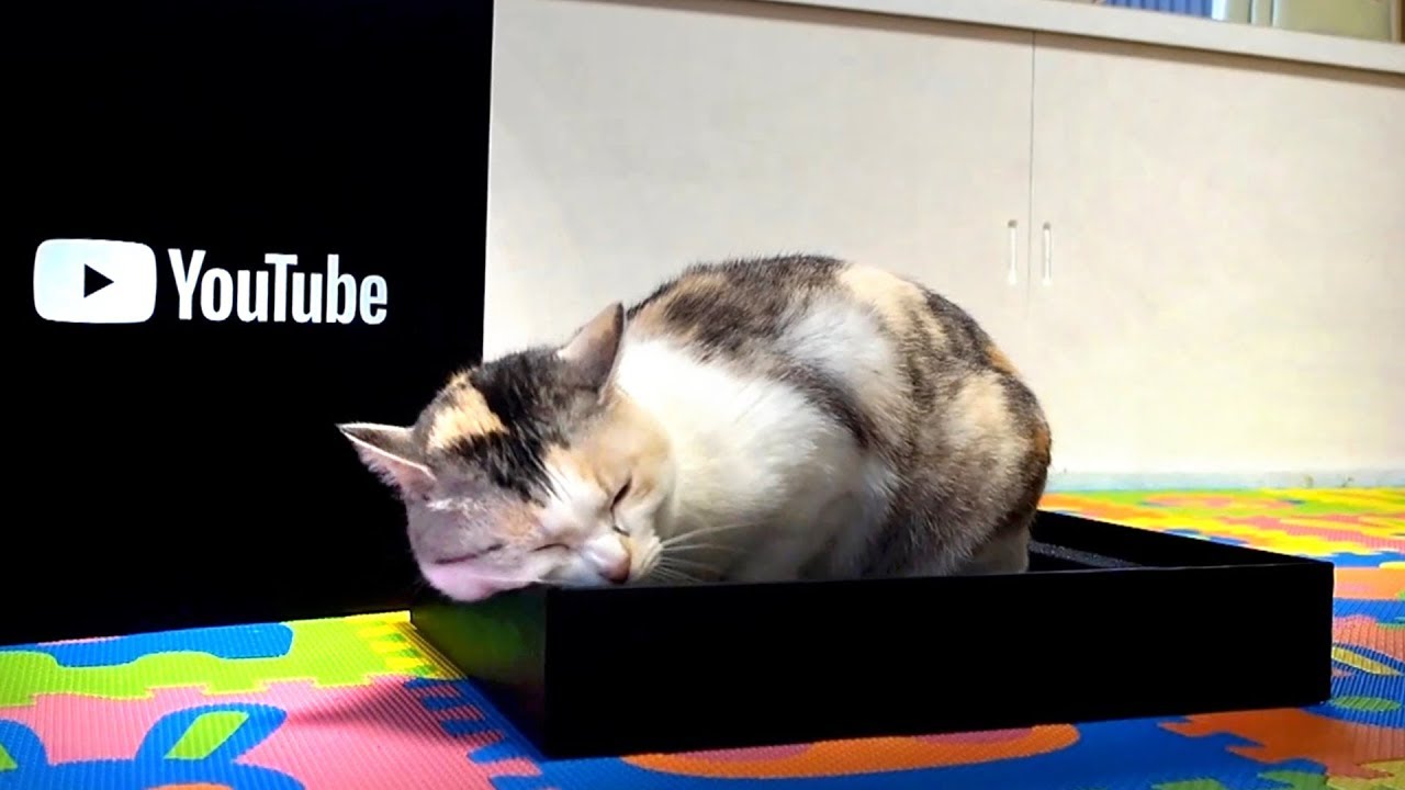 好きと言わせたい The cat that loves the YouTube box