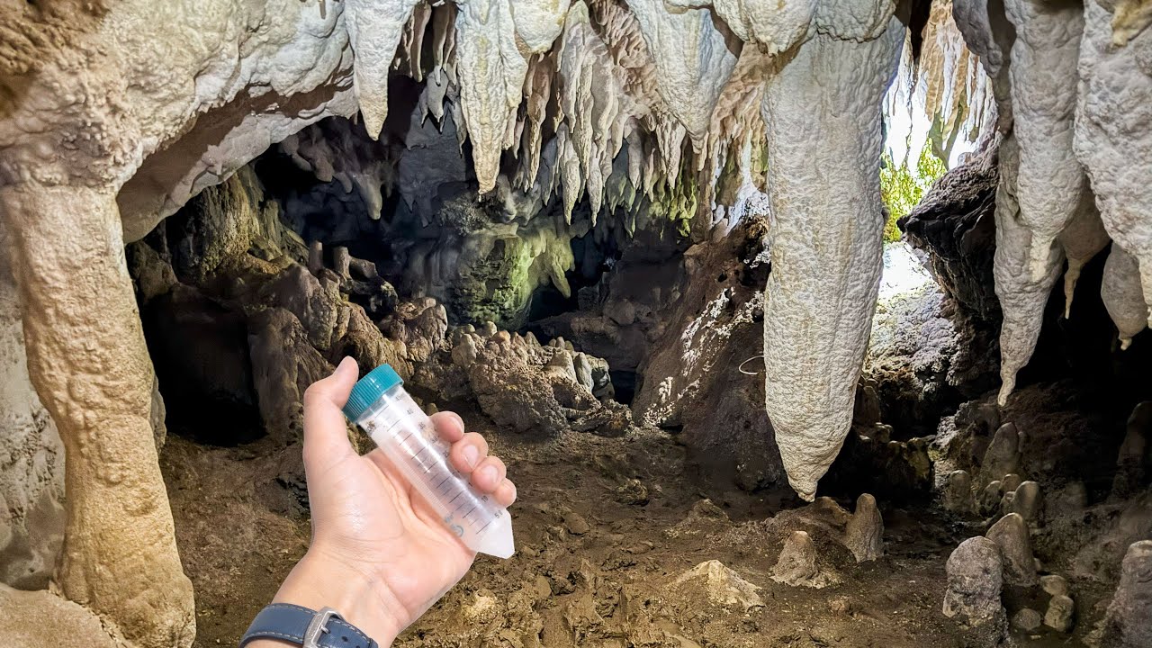 ゴミムシ クロオビコミズギワゴミムシ(本土亜種)