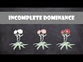 Exploring Incomplete Dominance Through Flower Color Genetics