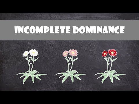 Incomplete Dominance | Genetics