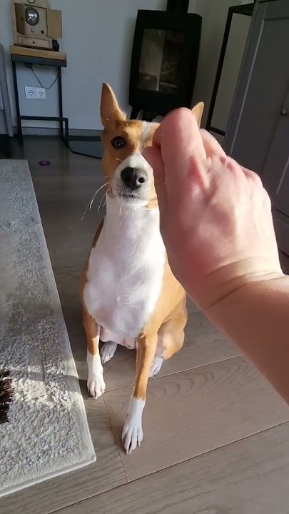 Hello hello give 5 #doglovers #dogs #dogshorts #dogslife #basenji #basenjidog #hello