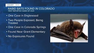 Bat found outside school in El Paso Co. latest to test positive for rabies in CO