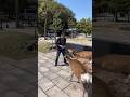ATAQUE DOS VEADOS !!! #Nara #veados #Japão