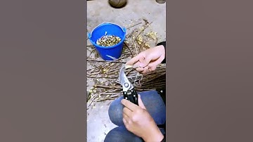 The process of scissors cutting buds is shared - a good tool can do more with less