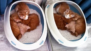 BARBIE'S MAINE COON KITTENS HAVE LEARNED TO EAT FOOD / Counting the kittens