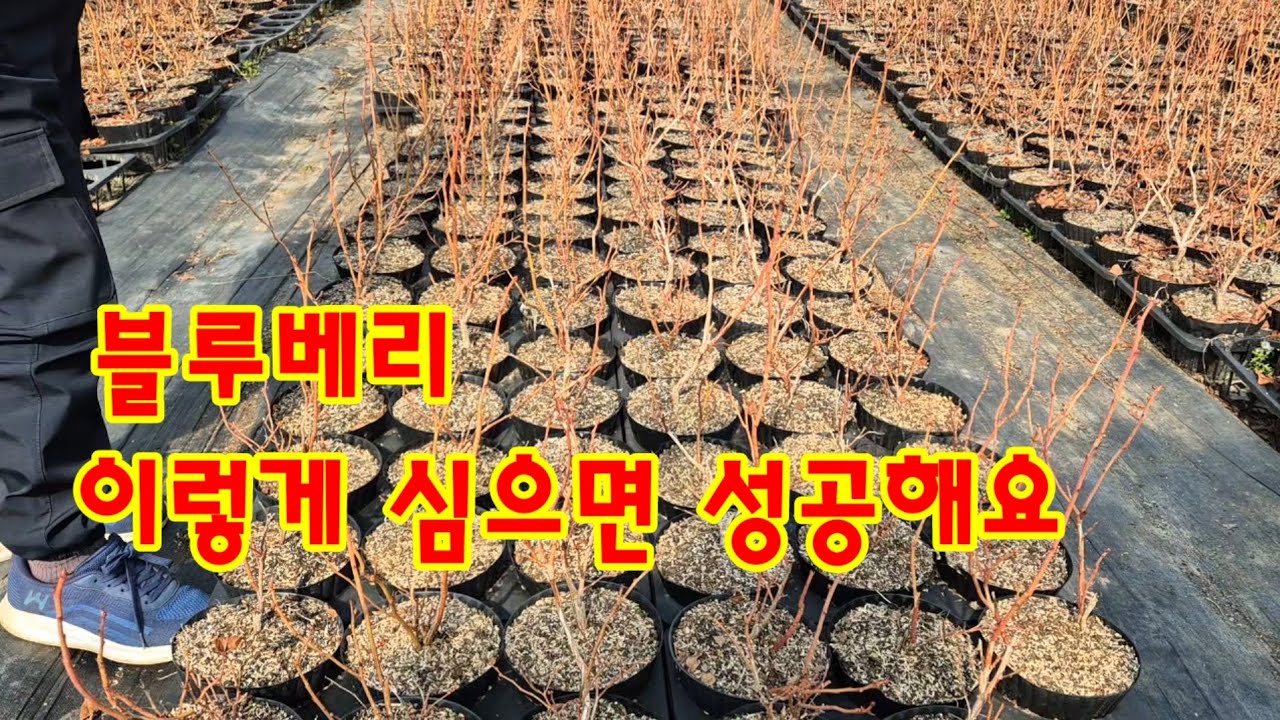 블루베리 묘목 보러 가서 식재 방법까지 알아봤어요# 냉해에 강한블루베리 묘목