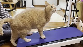 トレーニング次第では痩せるかもしれない猫