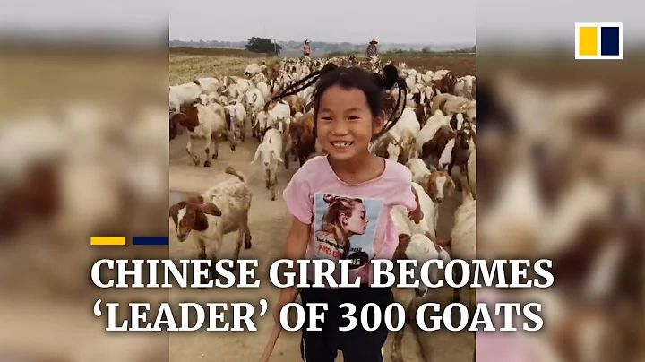 Chinese girl becomes leader of 300 goats