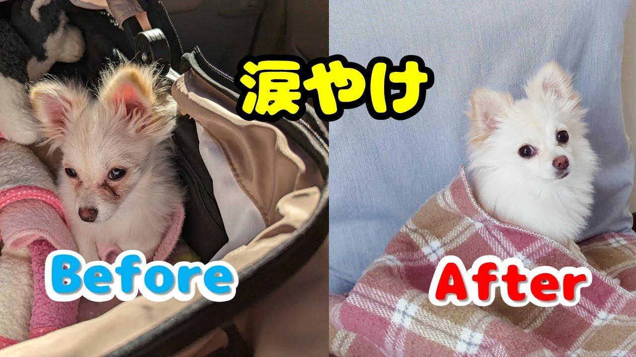 涙やけがとれたドッグフードを紹介