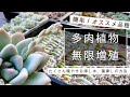 【春がチャンス!】たくさん増やせる挿し木、葉挿しの方法【多肉植物】