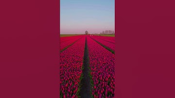 Thumbnail of Tulip Fields in The Netherlands 🇳🇱  Recap Season 2023 #amsterdam #tulips #tulipfields #netherlands