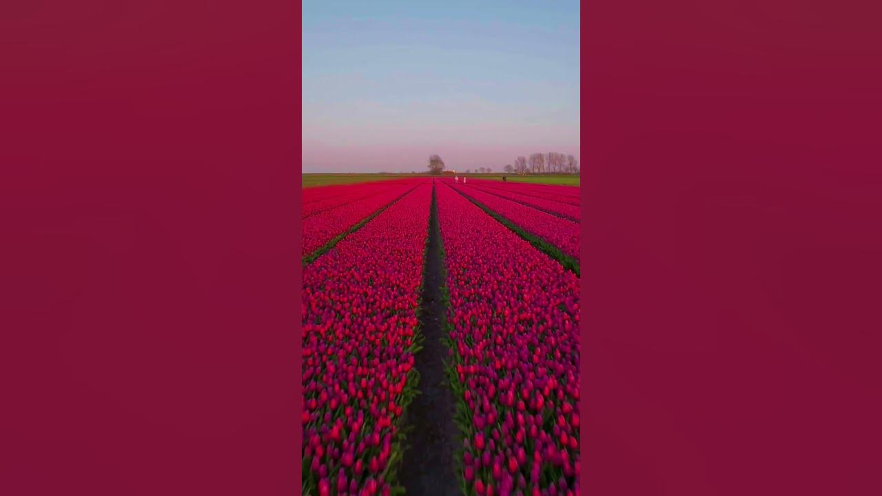 Tulip Fields in The Netherlands 🇳🇱  Recap Season 2023 #amsterdam #tulips #tulipfields #netherlands