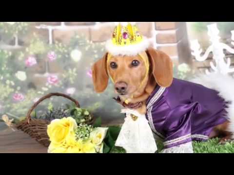 わんこ撮影会 なりきり主人公