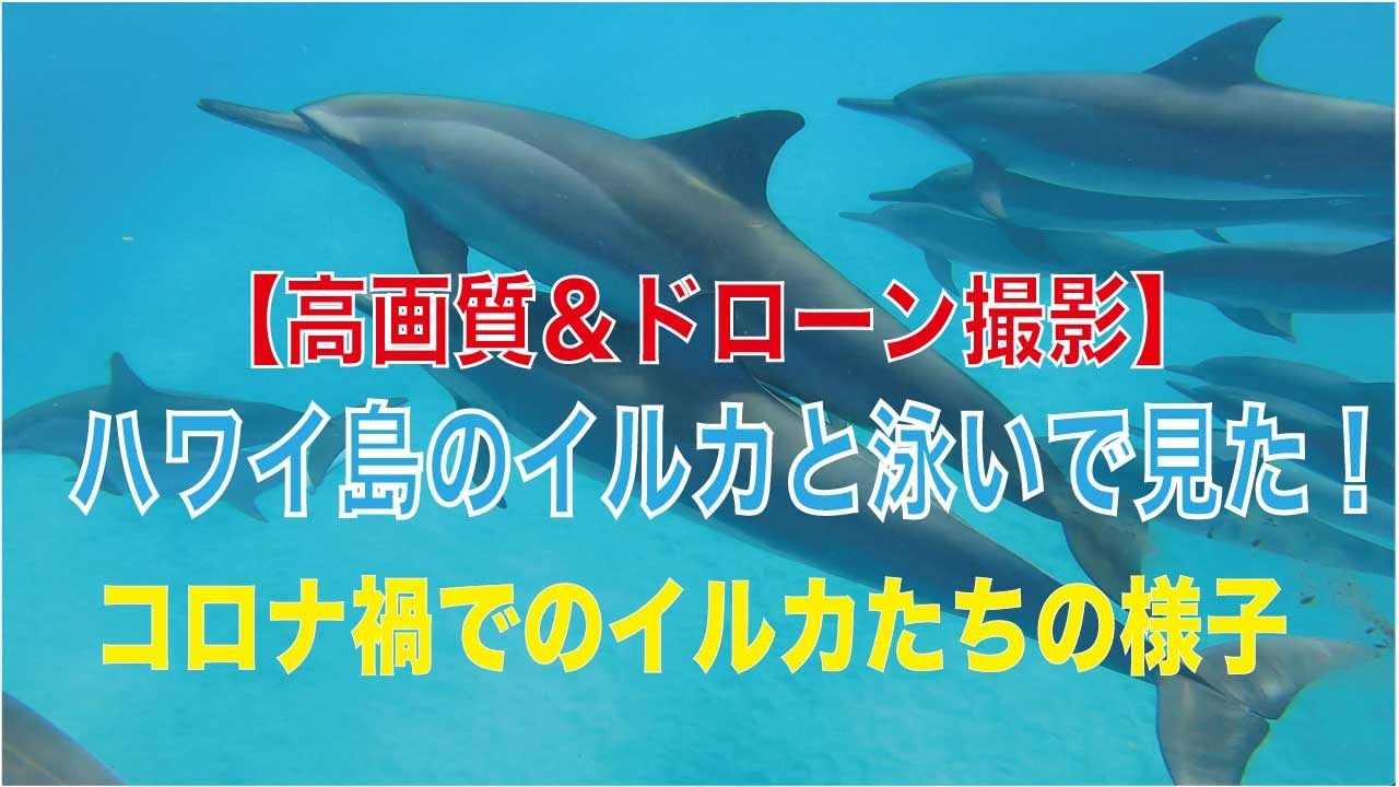 ハワイ島 高画質 イルカの群れと泳いで見た Youtube