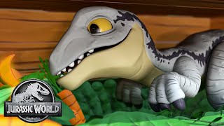 Can You Find the Velociraptors? | Jurassic World | Kids Adventure Show | Dinosaur Cartoons