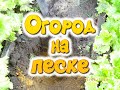 Огород на песке. Не на суглинке, не на торфянике, они питательны, а просто на песке.