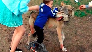 Дикий но верный: как прирученный волк отыскал потерявшегося в лесу ребенка