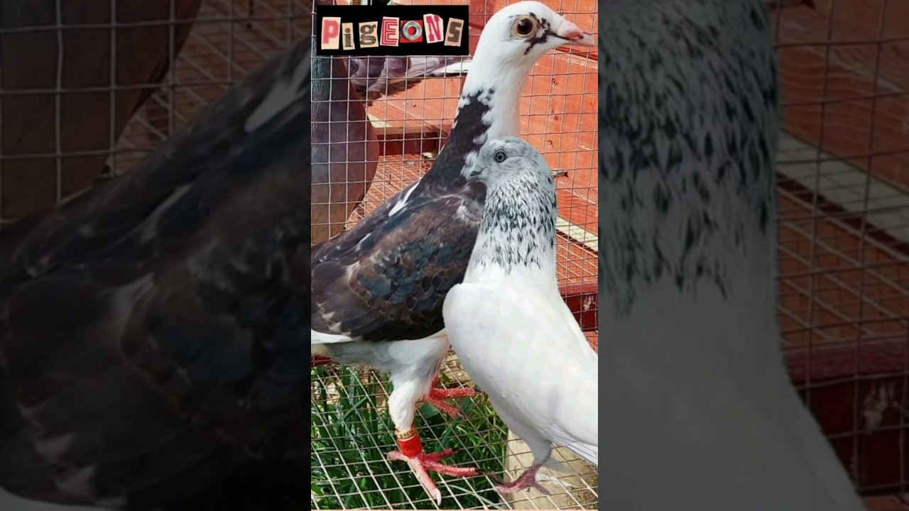 FLYING PIGEONS COMPILATION 2024