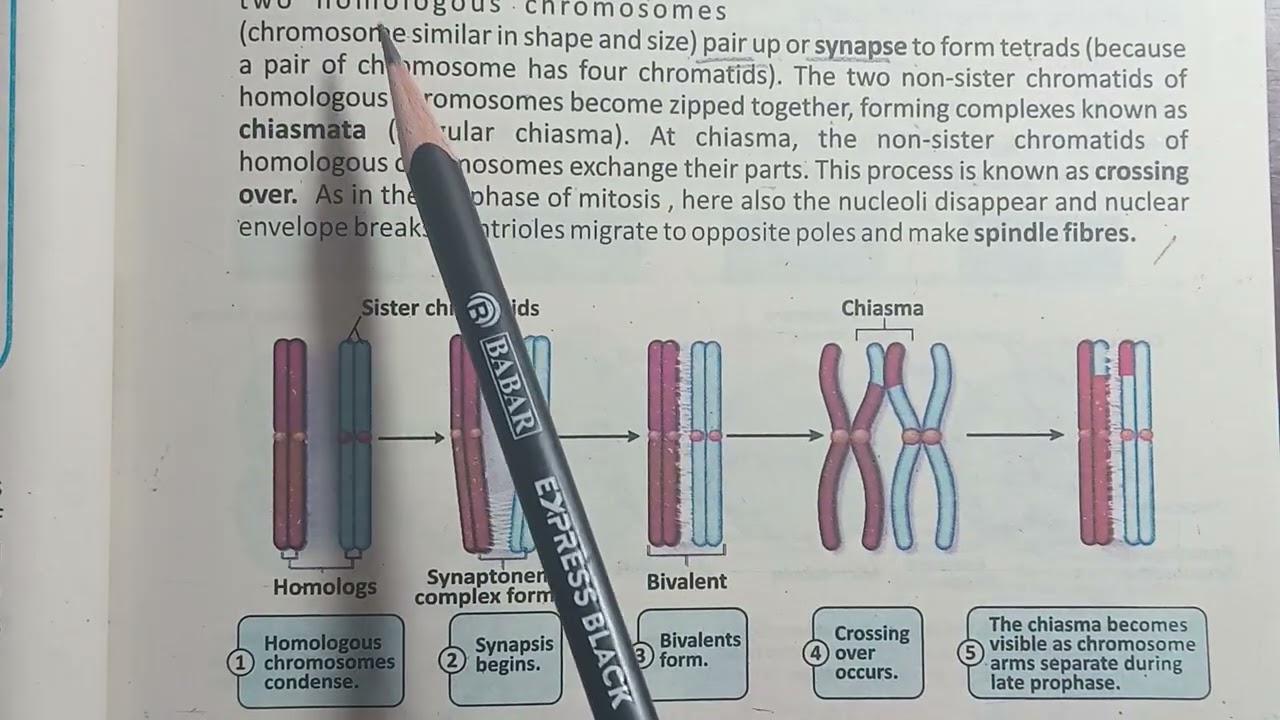 Meiosis 1 | Prophase 1 | Cell cycle | Chapter 5 | Grade 9 Biology 