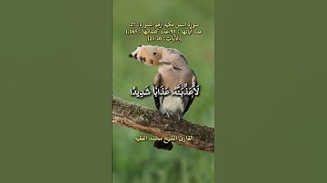 سورة النمل، [الآيات: 20-21] القارئ الشيخ محمد الفقيه حفظه الله