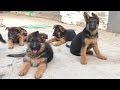 Щенки Немецкой Овчарки 2,5 мес. Puppies German Shepherd 2.5 months.