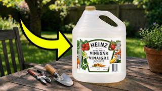 Surprising Benefits of White Vinegar Uses in The Garden