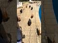 When your chickens follow you 😂🙌 #love #chickens #furbabies #shorts