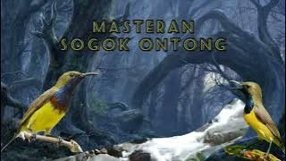 MASTERAN SOGOK ONTONG KOMBINASI GEMERICIK AIR