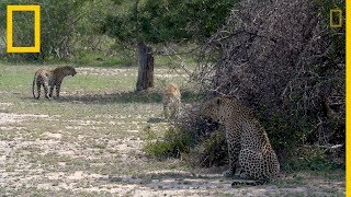 Un leopardo macho se aparea con dos hermanas | National Geographic en Español