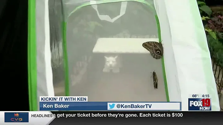Mystery & enchantment at Krohn Conservatory's new butterfly show