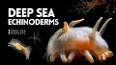 The Wonders of the Deep Sea: Exploring the Dark Abyss ile ilgili video