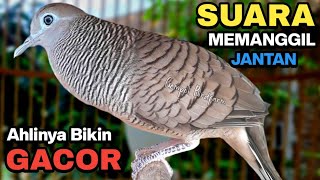 Perkutut Lokal Gacor RAJA PIKAT Ahlinya Bikin Semua Burung Perkutut Nyaut.