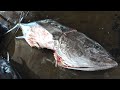 Monster Shark Eat Giant Bluefin Tuna Belly