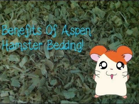 Why I Love Aspen Bedding For Hamsters!