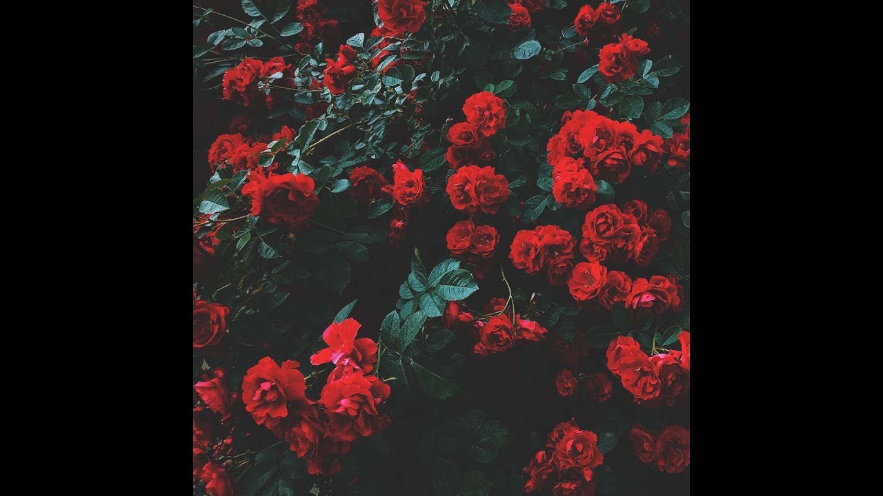 roses type beat