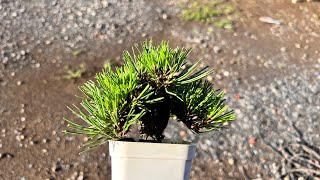 KRM6】黒松(錦松)の古葉取り #盆栽 #bonsai - YouTube