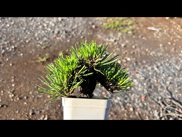 KRM6】黒松(錦松)の古葉取り #盆栽 #bonsai - YouTube